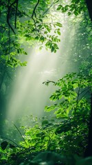 Obraz premium Mystical Foggy Forest with Lush Greenery and Soft Light Rays