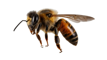 Bee isolated on transparent background, png