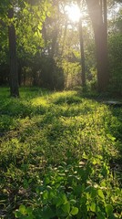 Obraz premium Sunlit Clearing with Lush Greenery in a Vibrant Nature Scene