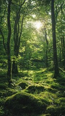 Fototapeta premium Serene forest clearing filled with lush greenery and soft sunlight