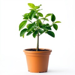 Small Lemon Tree Sapling in Brown Pot Against White Background