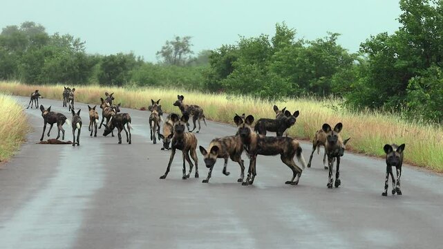 African wild dog pack on rainy road take interest, looking at camera