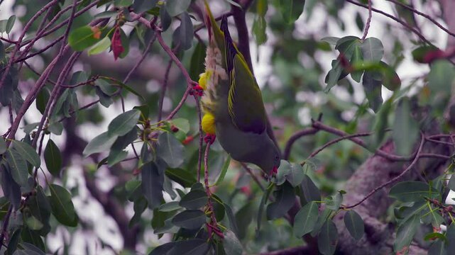 Colourful green pigeon eats berries in tree on flat light African day