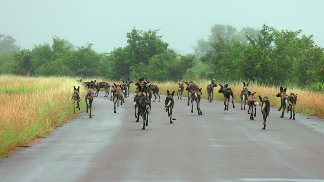 Pack of Painted dogs run down savanna road in S Africa on rainy day