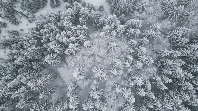 Drone footage reveals snow-covered forest patterns with frosted trees showcasing serene winter beauty and untouched wilderness. Aerial, bird's eye view, take down.