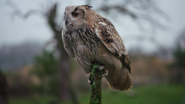 Close up of a Siberian Eagle Owl perched on deadwood branch looking intently off camera