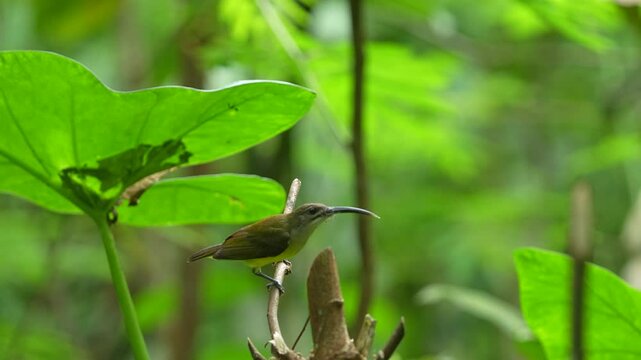 a little spiderhunter bird moving nimbly perched on a tree branch