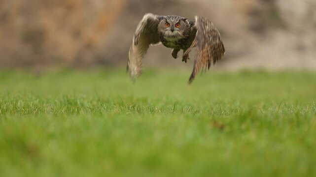 Medium shot of a Eurasian Eagle Owl standing in a field and then taking off flying straight for the camera