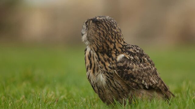 Close up of a Eurasian Eagle Owl standing in a grassy field looking around intently, slow motion
