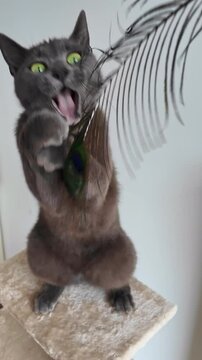 Vertical view of a playful gray Chartreux cat swiping at a hanging feather with paws raised.