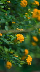 beautiful yellow flower in sunlight bokeh