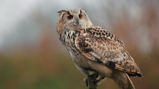 Close up of a majestic Siberian Eagle Owl standing on a branch looking around with its beautiful amber eyes