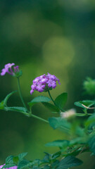 beautiful violet flower in sunlight bokeh