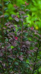 Obraz premium Rain drops on leaf pleasent