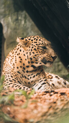 A Persian Leopard in a Zoo