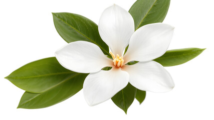 Obraz premium gardenia flower white background isolated