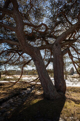 Fototapeta premium beautiful old Pinus sylvestris pine tree, Siikajoki Finland