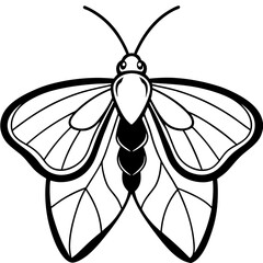 butterfly vector illustration