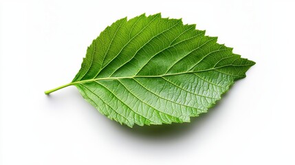 Single Green Leaf on White Background