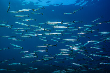 Large School of Barracudas, Isola d'Elba, Italy