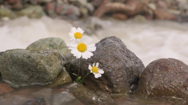 White daisy growing in stones on background of river stream in mountain valley.