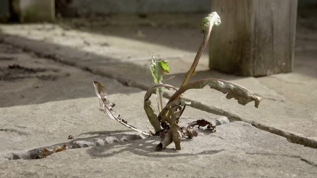 Dead plant after weed killer treatment stock footage