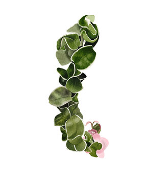Isolated Hoya Carnosa Compacta variegata