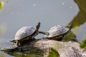 Obraz premium Indian roofed turtle (Pangshura tecta) taking sunbath on tree near green water body.