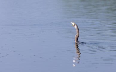 Oriental darter (Anhinga melanogaster) or snake bird fishing in river during winter morning in...