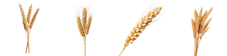 Fototapeta premium Close up view of several bundles of ripe golden wheat stalks ready for harvesting in an agricultural field or farmland