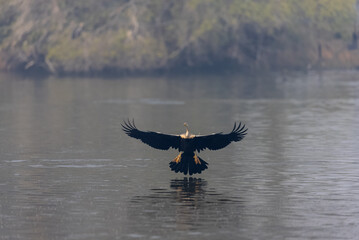 Oriental darter (Anhinga melanogaster) or snake bird fishing in river during winter morning in...