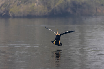 Oriental darter (Anhinga melanogaster) or snake bird fishing in river during winter morning in forest.