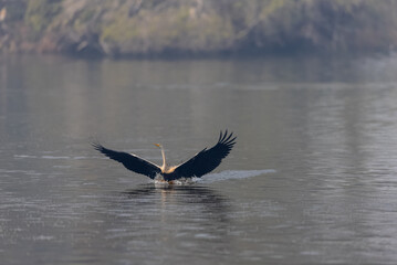 Oriental darter (Anhinga melanogaster) or snake bird fishing in river during winter morning in...
