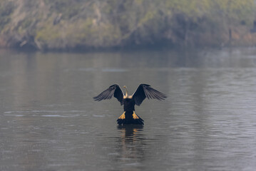 Oriental darter (Anhinga melanogaster) or snake bird fishing in river during winter morning in...