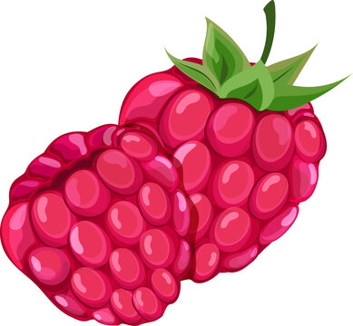 Isolated rasberry on white background