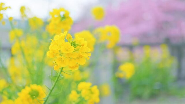 Brightly colored rape blossoms, spring plants
