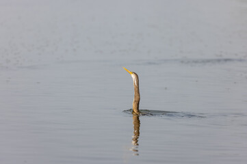 Oriental darter (Anhinga melanogaster) or snake bird fishing in river during winter morning in...