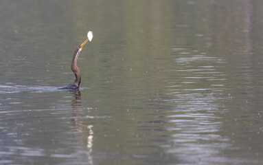 Oriental darter (Anhinga melanogaster) or snake bird fishing in river during winter morning in...