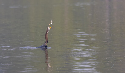 Oriental darter (Anhinga melanogaster) or snake bird fishing in river during winter morning in...