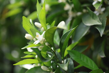 close up of orange blossoms in spring