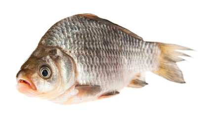 Roach fish isolated on white background.
