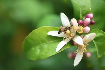 honey bee sucking nectar from orange blossom
