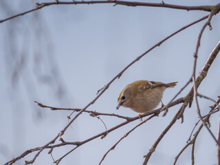 A single Goldcrest bird feeding on aphids on a silver birch tree