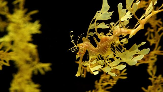 Beautiful Leafy sea dragon in a marine aquarium. 
Big adult Leafy sea dragon swimming in a tank over seaweeds background. Close-up of a seadragon swimming in an aquarium. Portugal Lisbon Oceanarium.