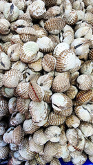 Fresh cockles at the Thai food market