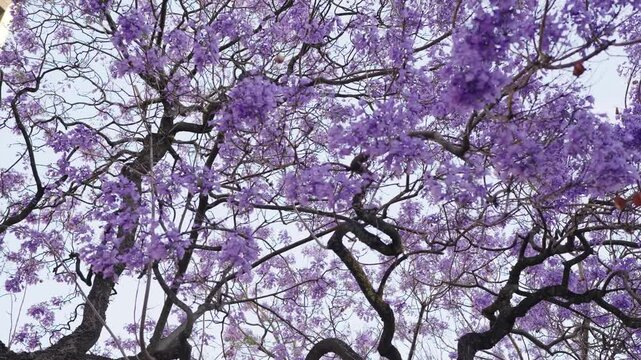 Stunning view of blooming purple jacaranda trees with branches and flowers creating an enchanting canopy in spring.
