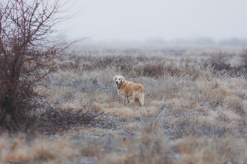 Golden retriever on the hunt. Labrador retriever in the field