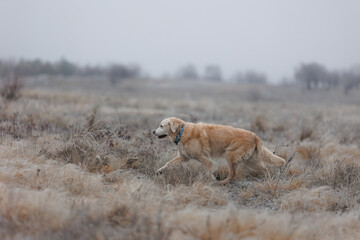 Golden retriever on the hunt. Labrador retriever in the field