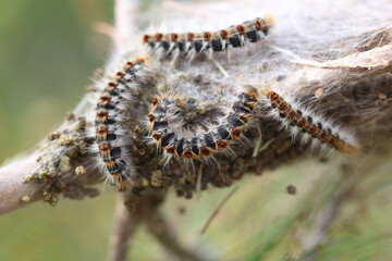 Pine processionary moth (Thaumetopoea pityocampa) and cocoon on pine tree

