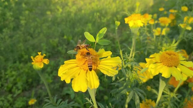 Bees collecting nectar from blooming yellow marigold flowers in a sunny field, representing pollination, biodiversity, and the importance of pollinators in nature.